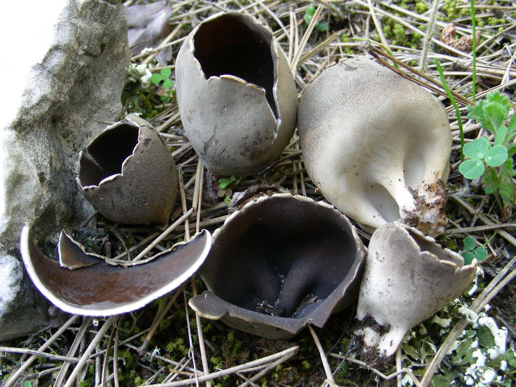 Helvella leucomelaena? fotog. il 24.04.09.